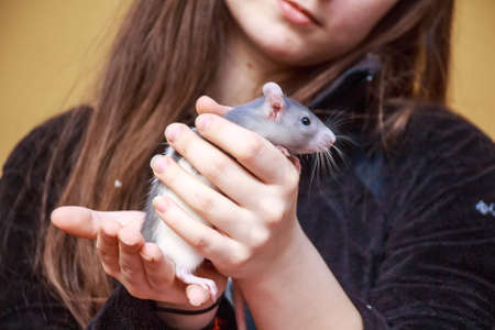 Close up pretty long-haired woman holding grey ratの写真素材