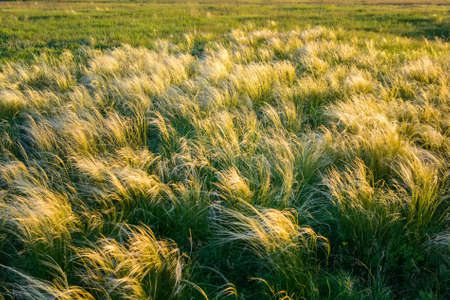 Feather grass on field at sunset