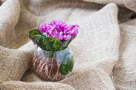Bouquet of violet flowers or Viola Odorata in bowlの写真素材