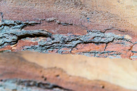 Piece of old tree bark