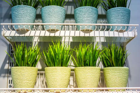 Small decorative plants in pots in shopの写真素材