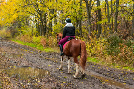 Back view of woman on horseの写真素材