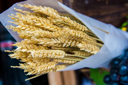 Ears of wheat in white paperの写真素材