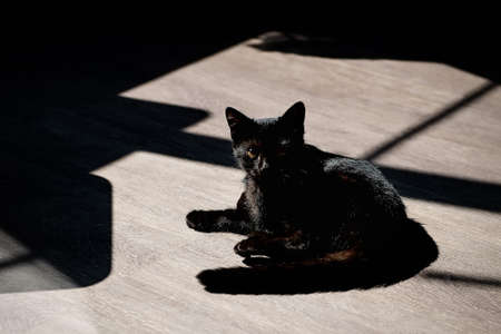 Black cat lies on wooden floorの写真素材