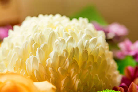 Close up petals of white Chrysanthemumの写真素材