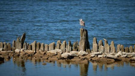 Seagul on rock by sea beautiful natural landscapeの写真素材