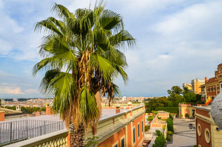Palm tree and rooftops of Rome on sunny dayの写真素材
