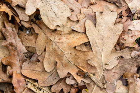 Dry fallen leaves close upの写真素材