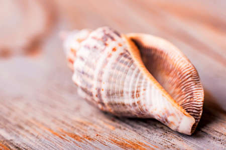Seashell on wooden background close