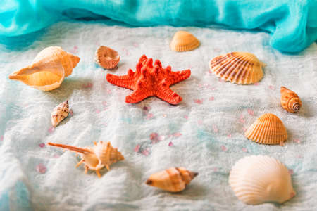 Seashells and starfish on white cloth background