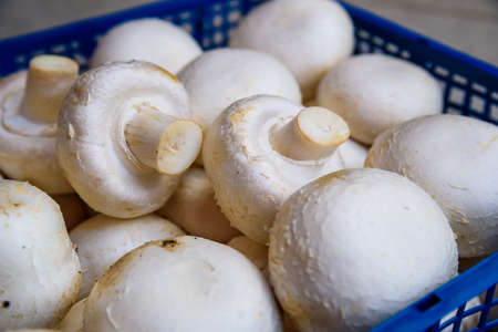 Fresh raw white champignons in blue trayの写真素材