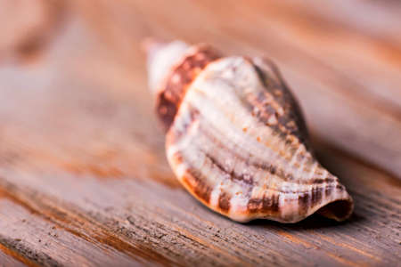 Seashell on wooden background closeの写真素材