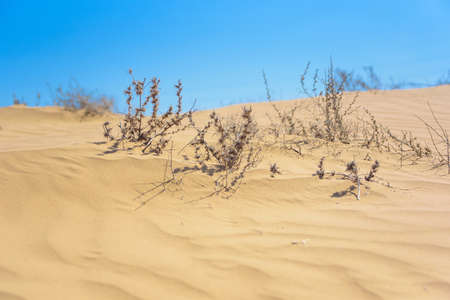 Texture of sand dune and dry bushes in desertの写真素材