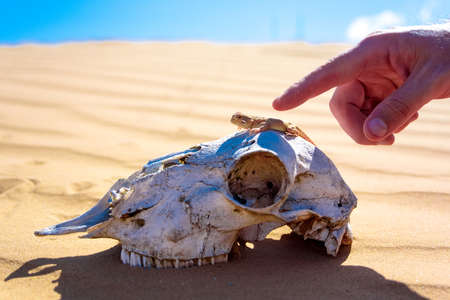 Hand touches Spotted toad-headed Agamaの写真素材
