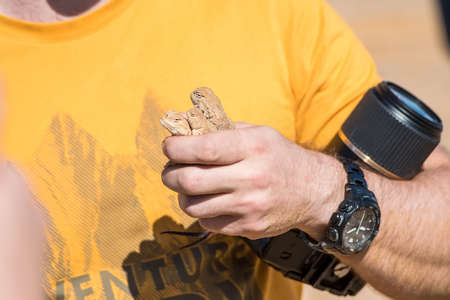 Man holds three Spotted Toadhead Agama lizards