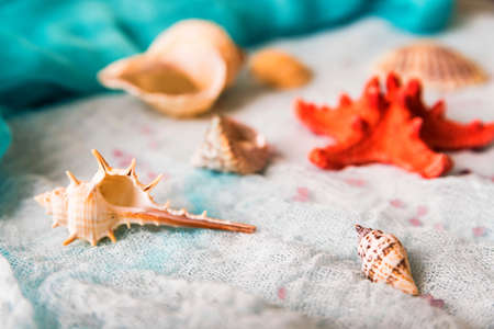 Seashells and starfish on white cloth background