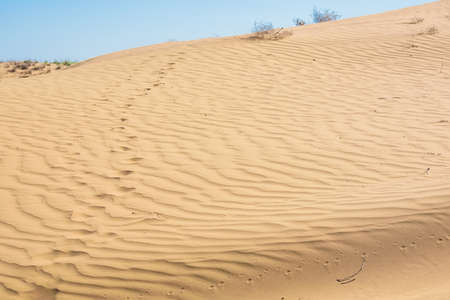 Insect or lizard traces in desert sand