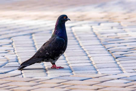A pigeon walks on a pavement in city street closeの写真素材