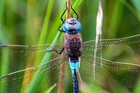 Emperor Dragonfly or Anax imperator in grassの素材 [FY310113216301]