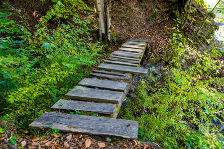 Small wooden bridge in green forest close