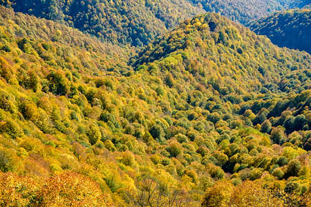 Scenic landscape with mountain forest in fall