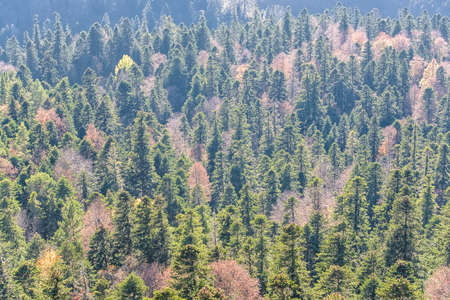 Scenic landscape with mountain forest in fall