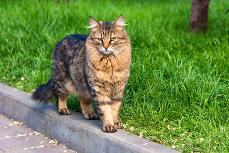 Beautiful fluffy tabby cat walks in the streetの写真素材