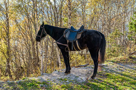 Black horse with saddle stands in the nature in autumnの写真素材