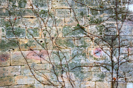 Vine background. Old wall covered with leafless vine in early springの写真素材