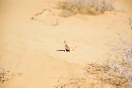 Spotted toad-headed Agama on sand close upの写真素材
