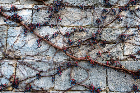 Fruits of virginia creeper or Parthenocissus quinquefolia on stone wallの写真素材