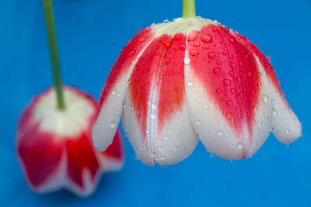 Close up tulip flowers on a blue backgroundの写真素材