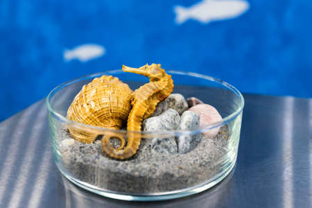 Decorative art, imitated sea in small glass trayの写真素材