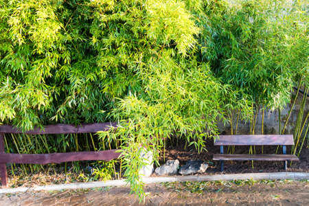 Wooden park bench at a park with bamboo-like plants aroundの写真素材