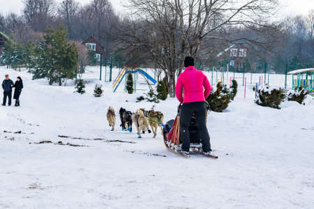 Back view woman does dog sledding