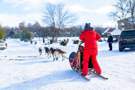 Back view woman does dog sleddingの写真素材