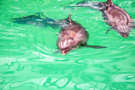 Close up cute lovely dolphin swimming in pool in dolphinariumの写真素材