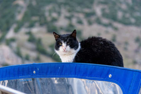 Portrait of black and white street cat in pier on top of boatの写真素材