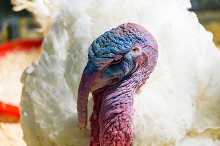 Close-up portrait of domestic turkeyの写真素材