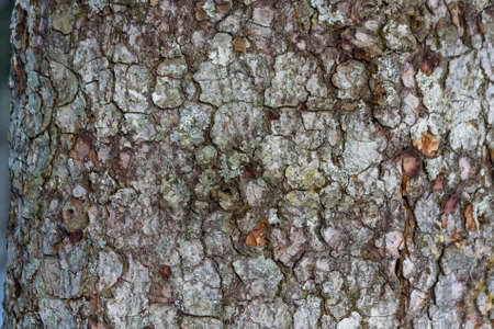 Old tree bark covered with lichen macro photograph for closeup textureの写真素材