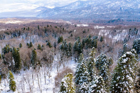 Picturesque trees in winter mountains. Beautiful natural landscapeの写真素材