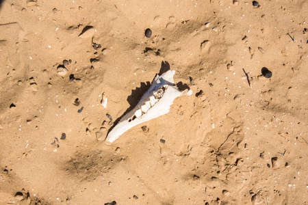 Pieces of white animal bones in sand for background image