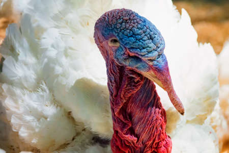 Close up of a white turkeys headの写真素材