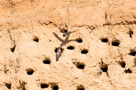 Sand Martins or Riparia riparia in nesting holesの写真素材
