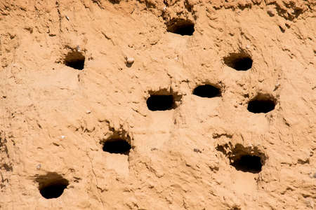 Sand Martins or Riparia riparia in nesting holesの写真素材