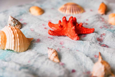 Seashells and starfish on white cloth backgroundの写真素材