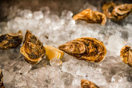 Fresh ocean oysters with slices of lemon on iceの写真素材