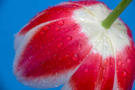 Close up single tulip flower on a blue backgroundの写真素材