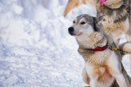 Close up playful Husky dogs used for sledding in snowy Russian cityの写真素材