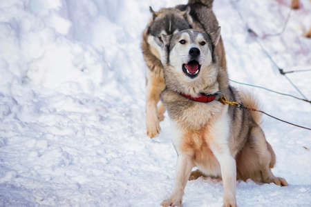 View of Husky dogs with a sleighの写真素材
